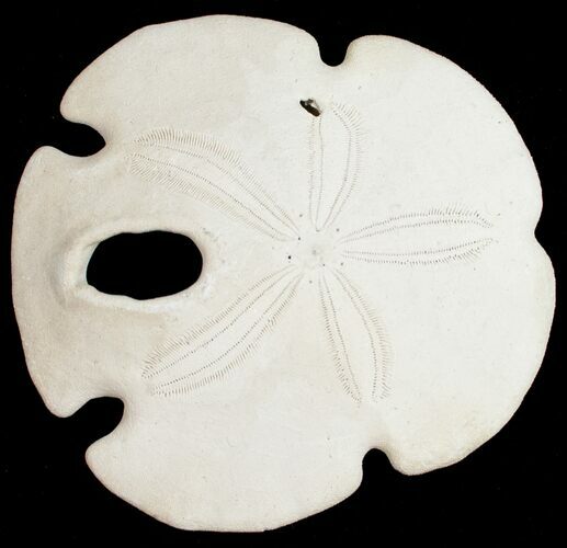 Fossil Sand Dollar (Encope tamiamiensis) - Florida #11111